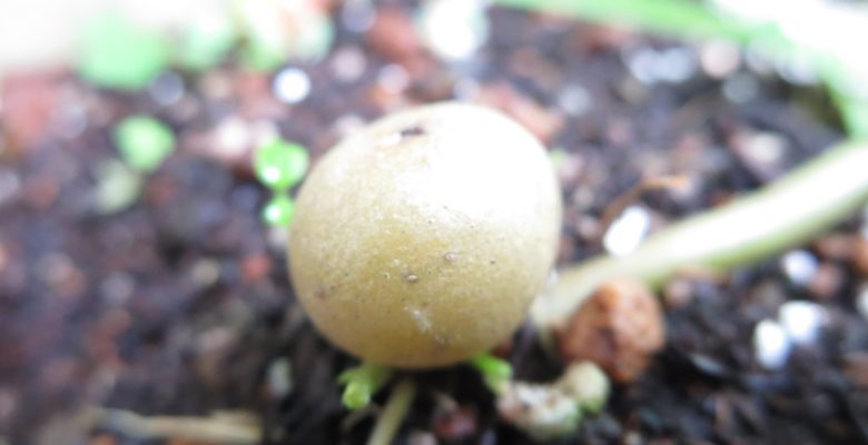 potato