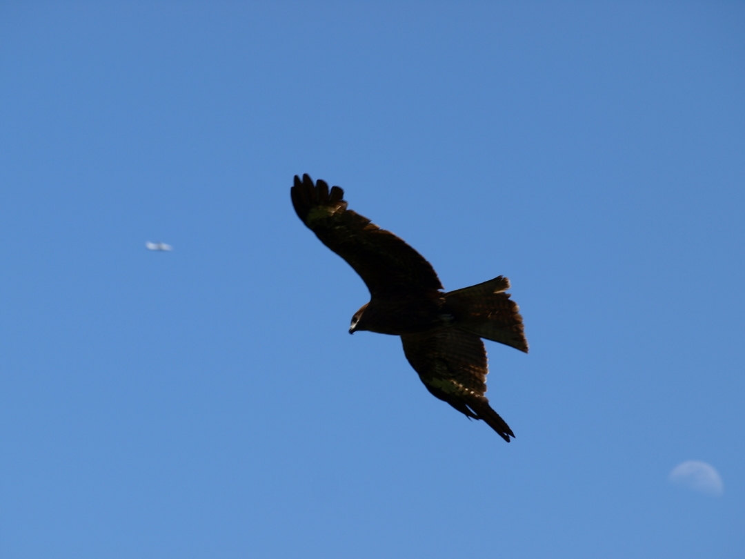 tonbi moon plane