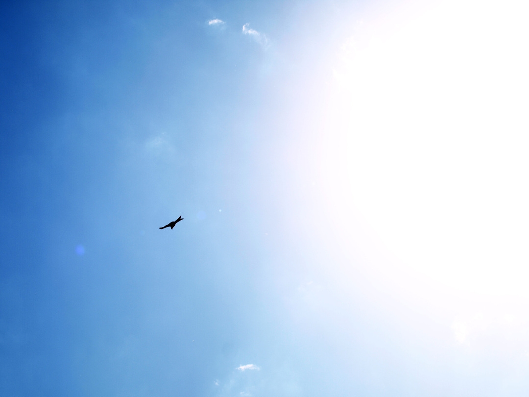 bird in the sky