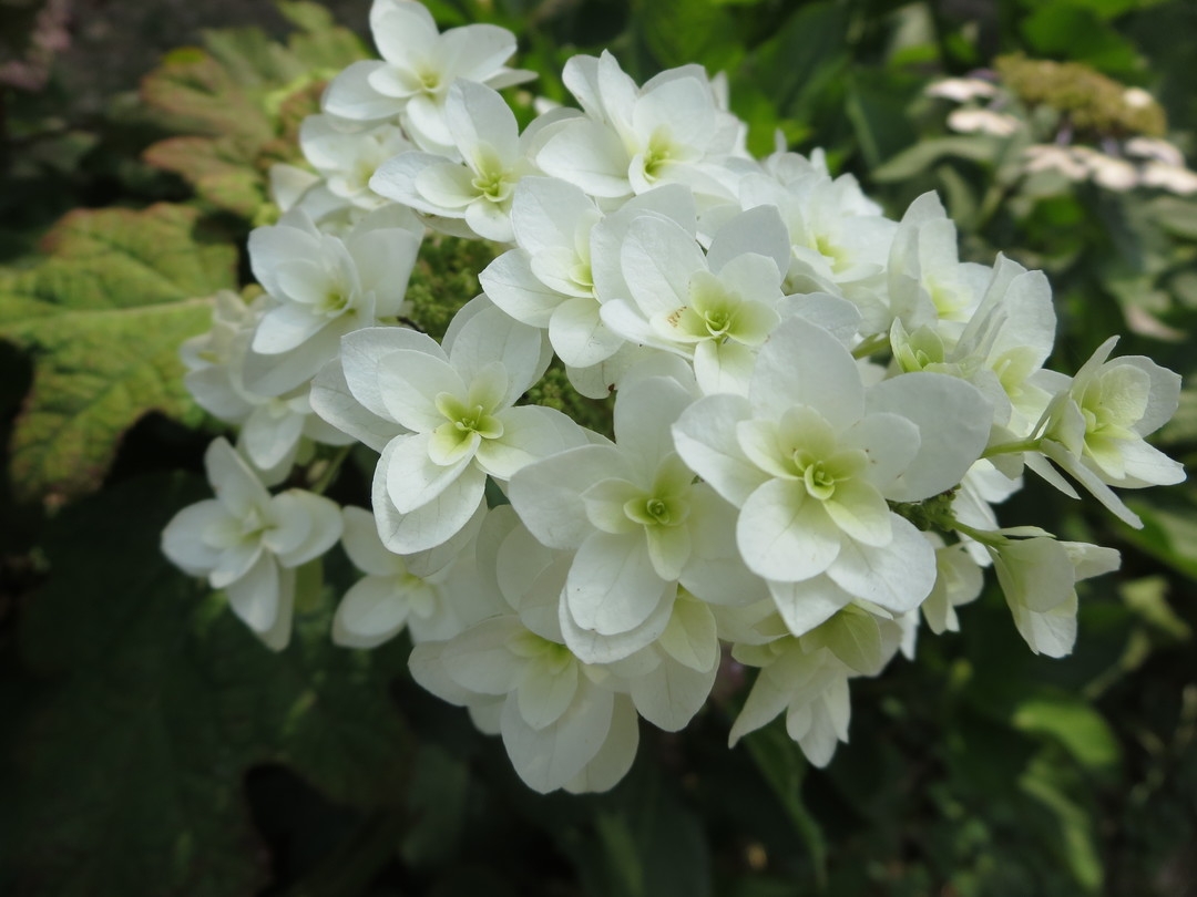 hydrangea