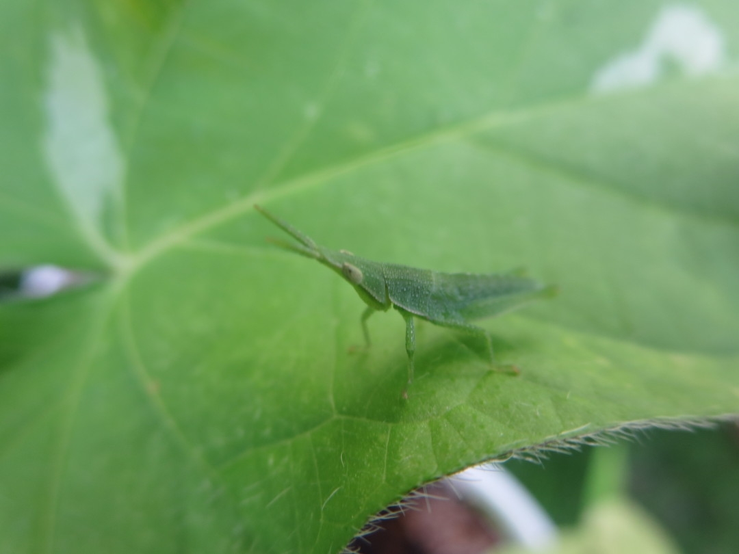 grasshopper