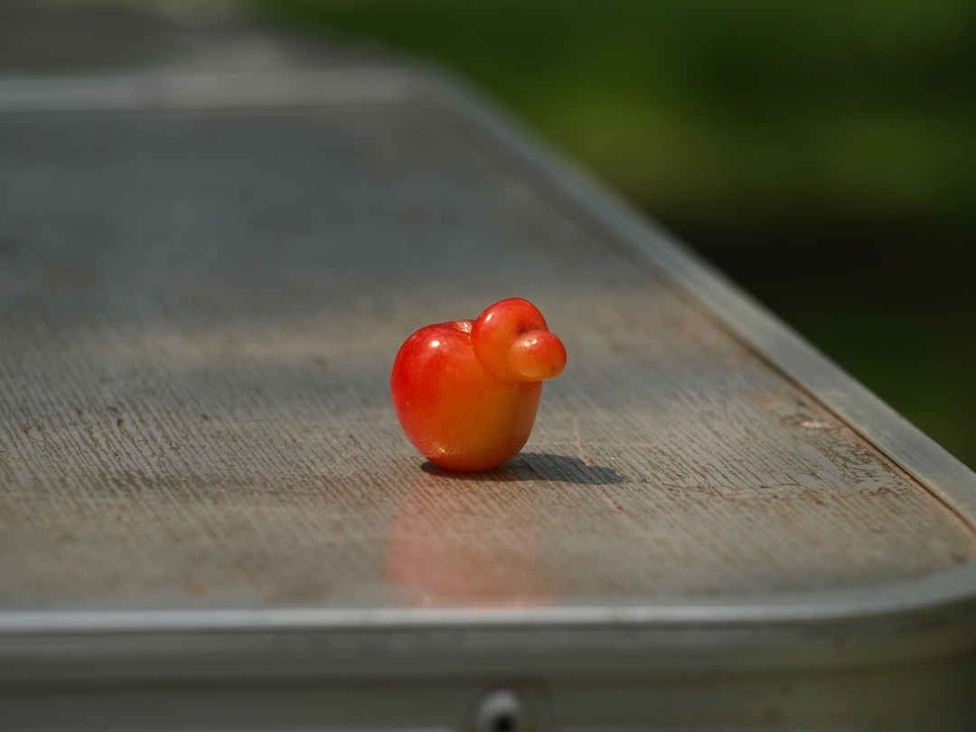 dack shaped cherry