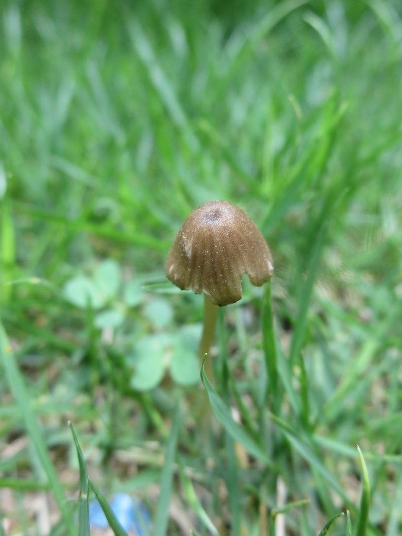 mushroom