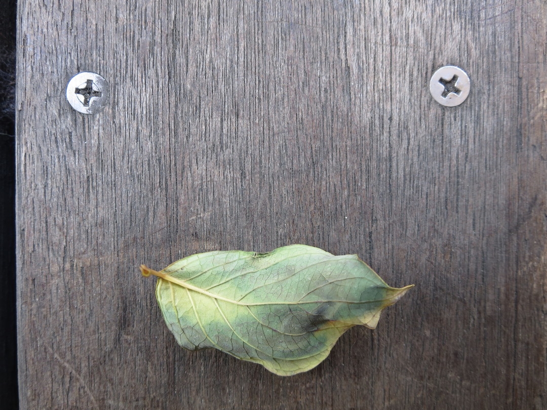 face with leaf