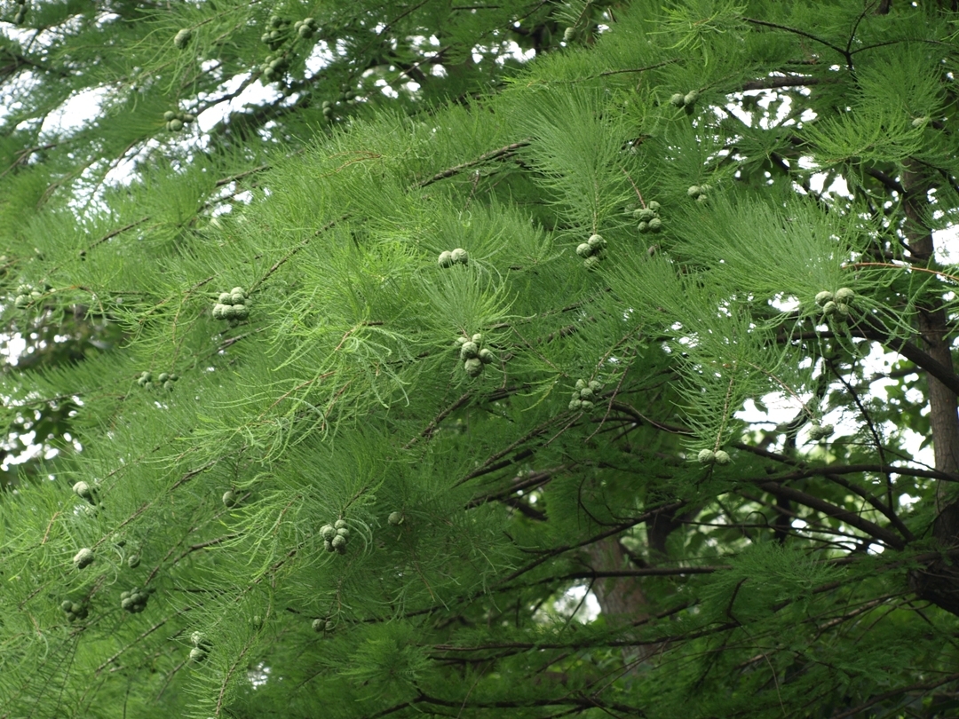 pond cypress