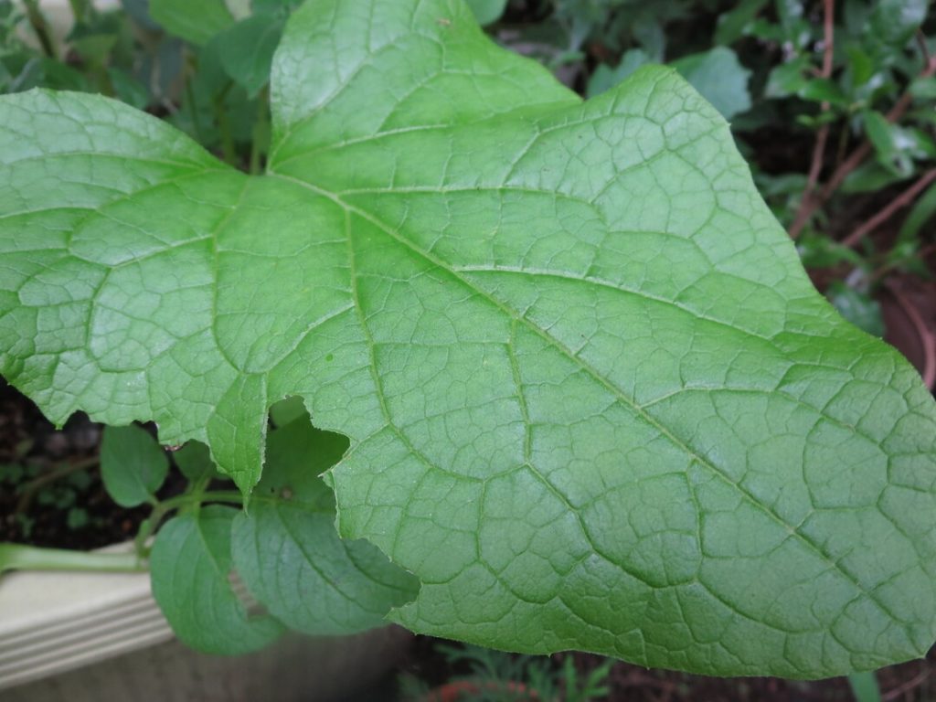 Burdock