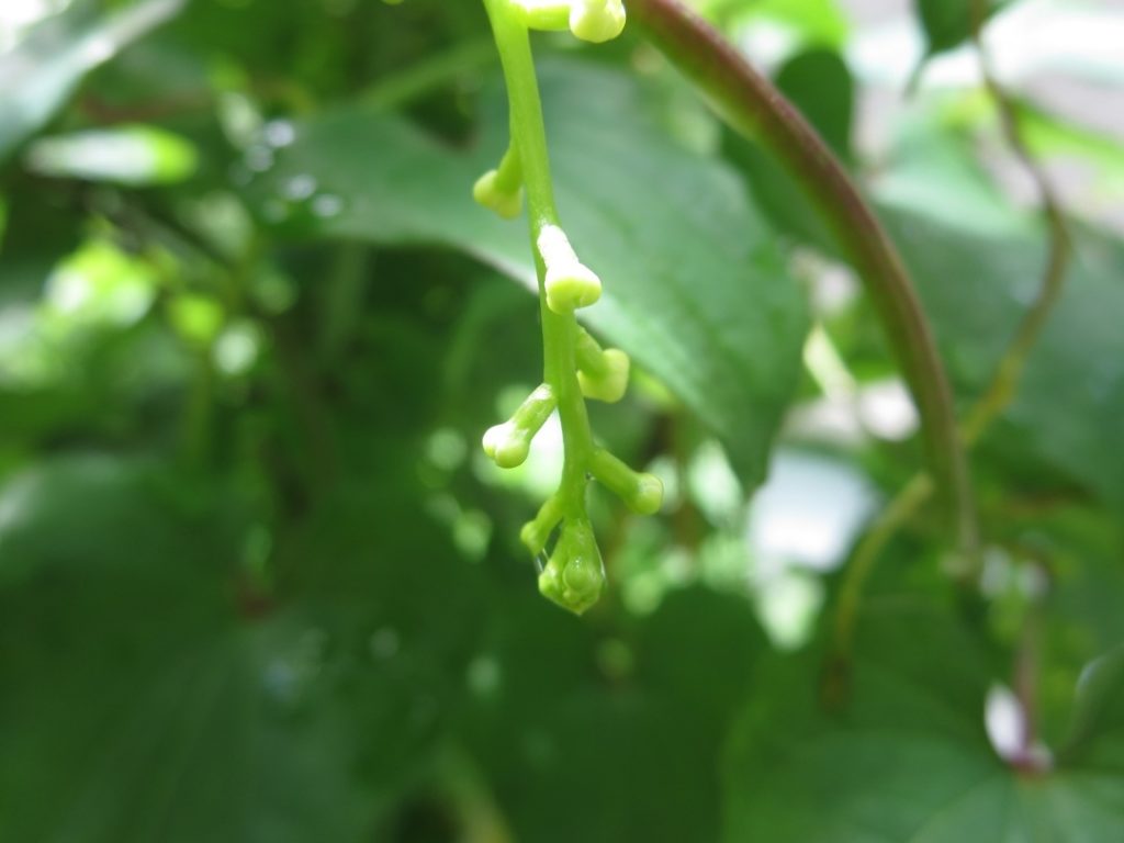 tsukuneimo